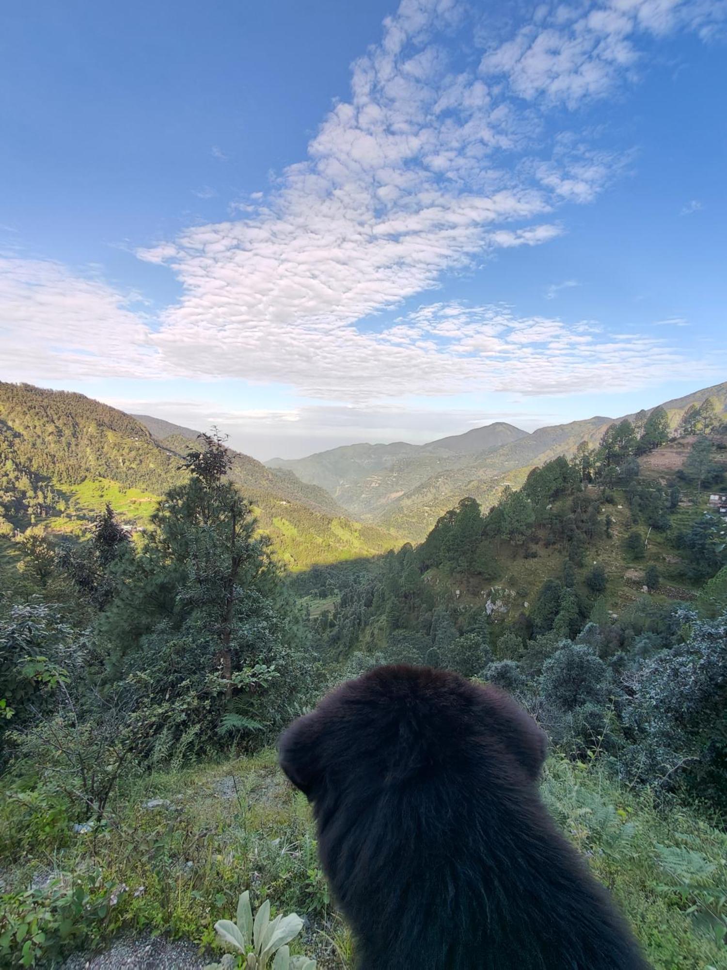 Himwanderer Camps & Cottages Pangot Nainital Exterior foto