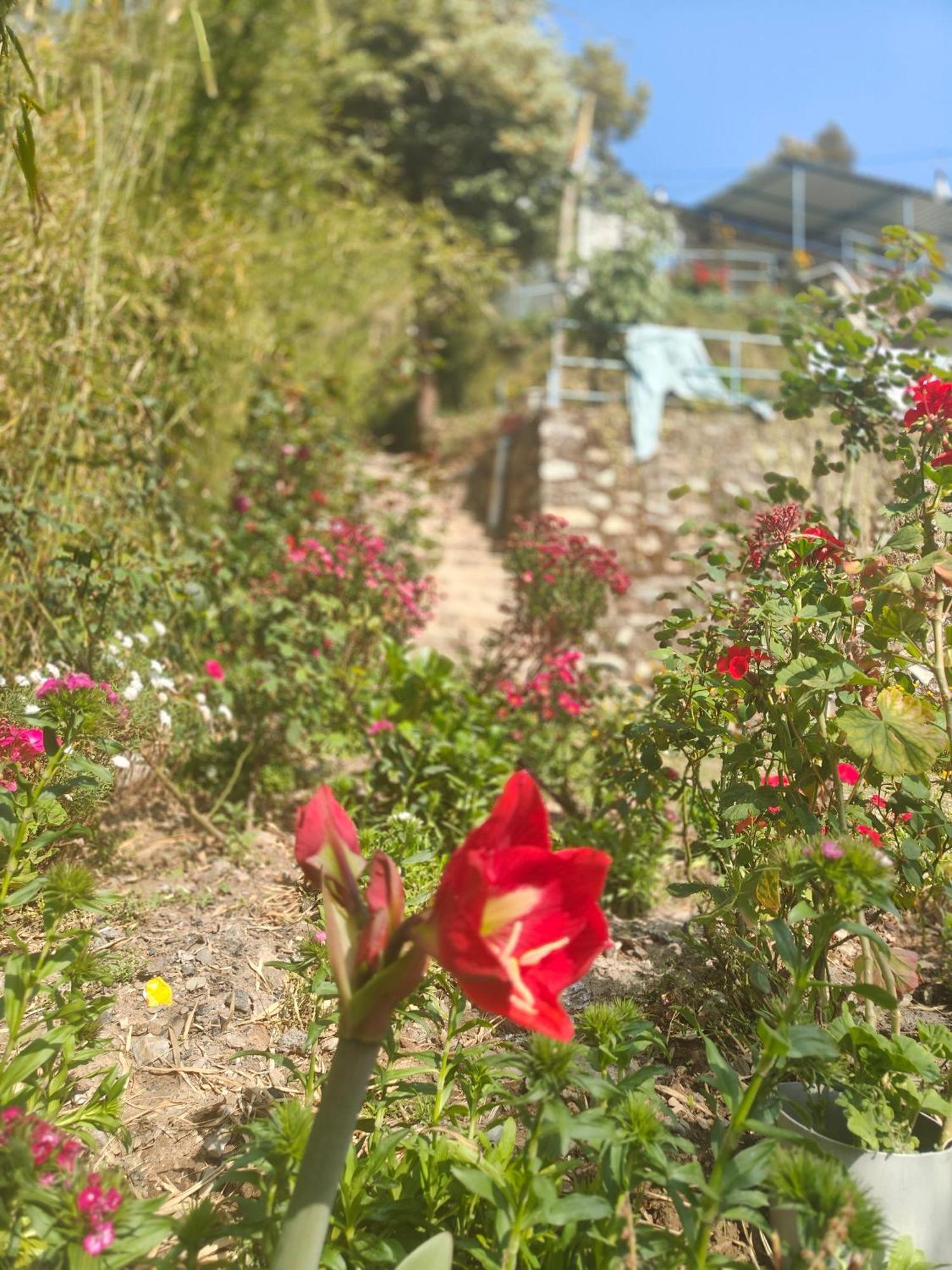 Himwanderer Camps & Cottages Pangot Nainital Exterior foto