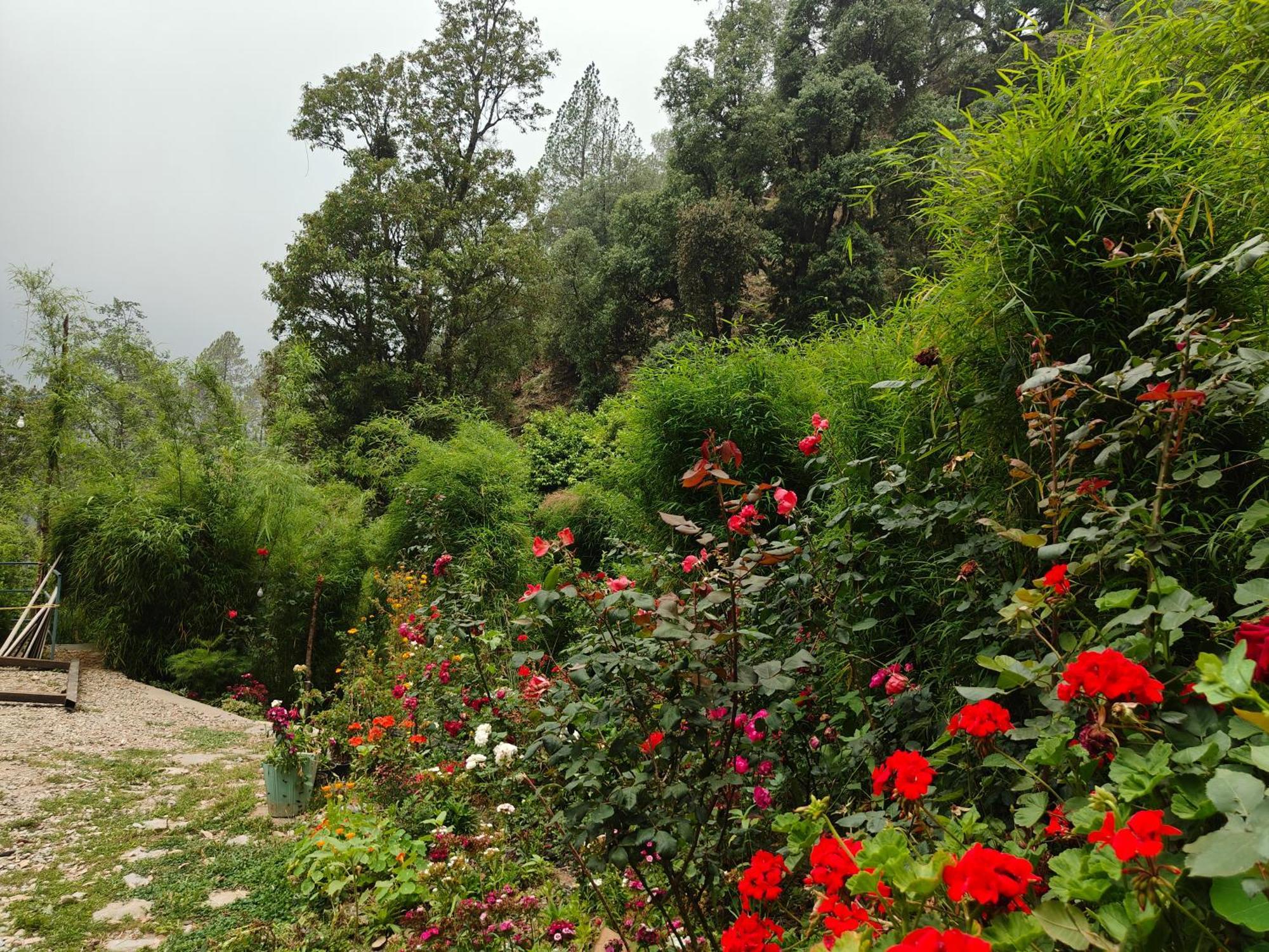 Himwanderer Camps & Cottages Pangot Nainital Exterior foto